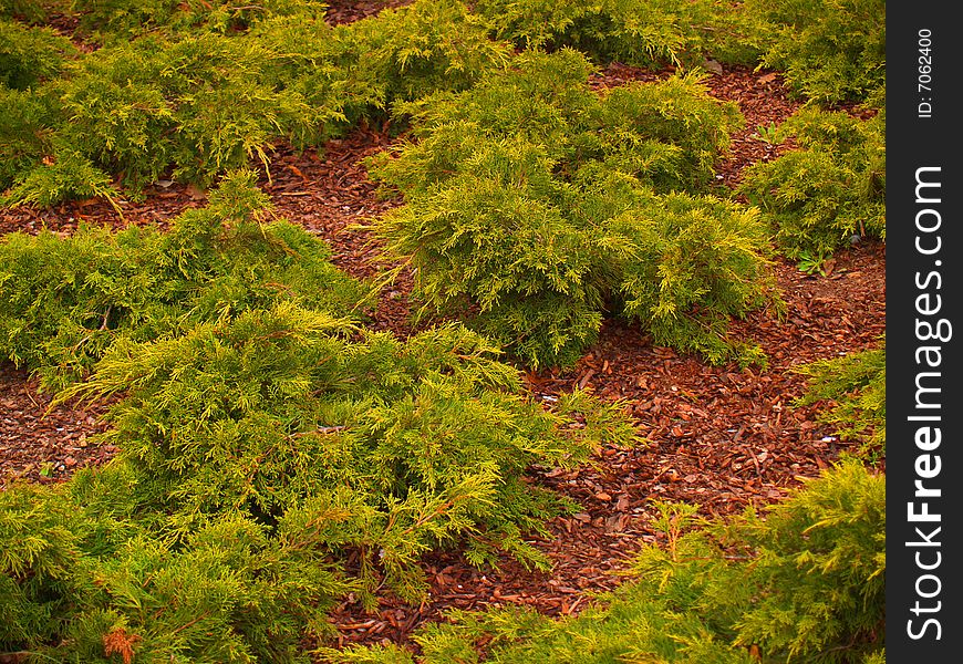 Green firs in park`s zone. Latvia. Liepaja. Green firs in park`s zone. Latvia. Liepaja