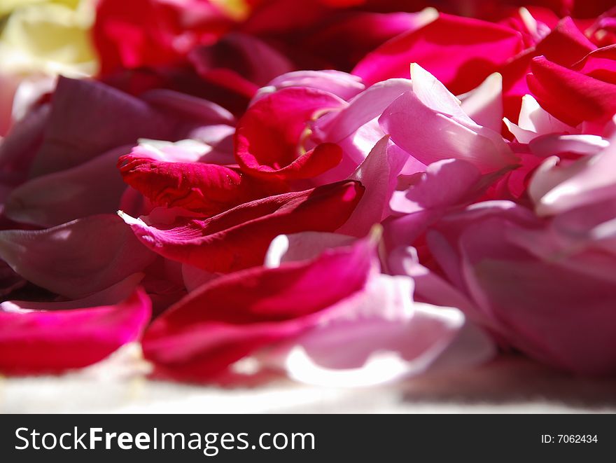 Close-up of red and pink rose-leaves as a background. Close-up of red and pink rose-leaves as a background