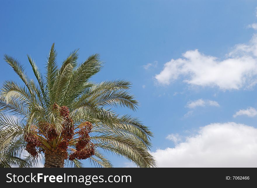 Palm tree leaves against sky background. Palm tree leaves against sky background