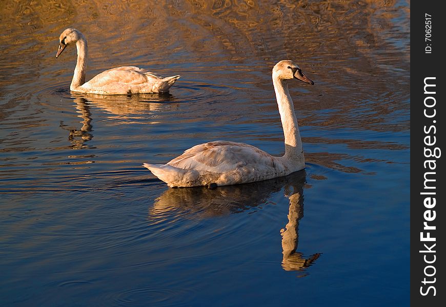 Two Swanes At Lake