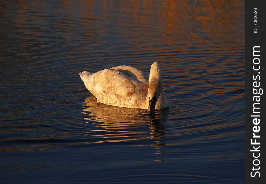 Wild swan on lake at sunset is glide