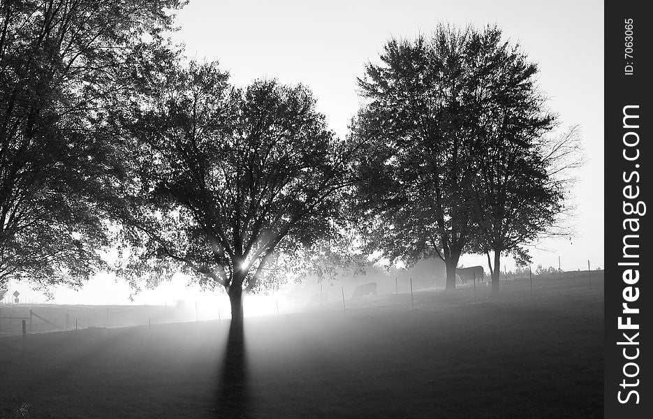 Black and white photo of cow pasture at sunrise. Black and white photo of cow pasture at sunrise.