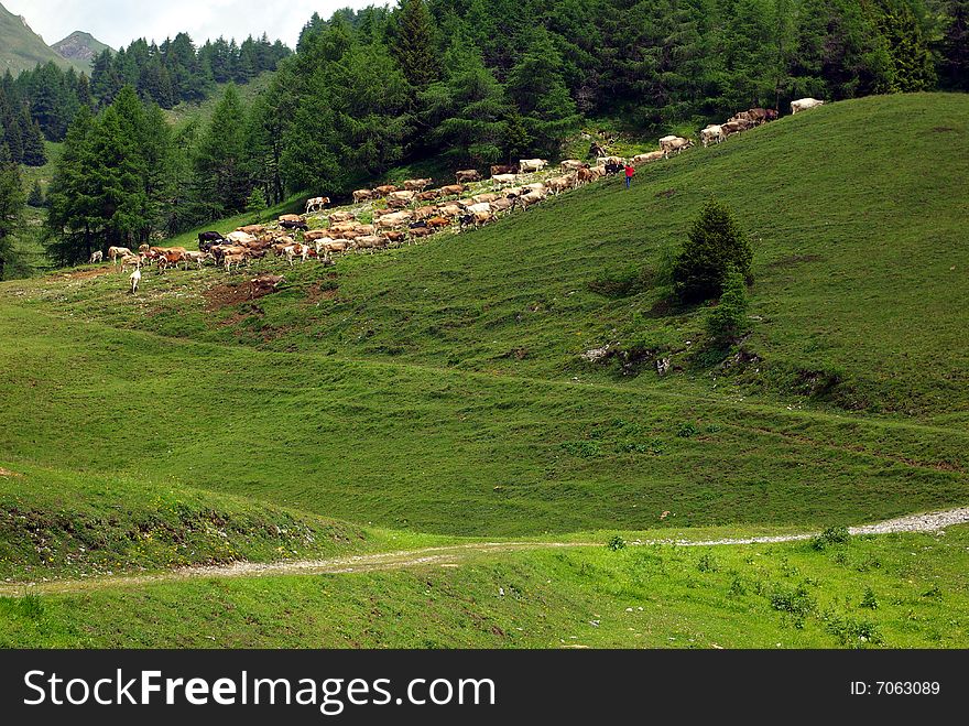 View of some cattle in the Alps in Italy. View of some cattle in the Alps in Italy.