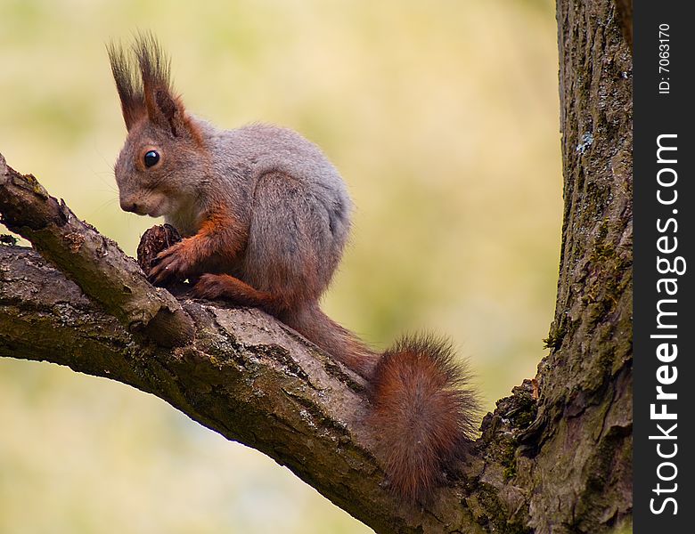 Close-up ginger squirrel eating on tree. Close-up ginger squirrel eating on tree