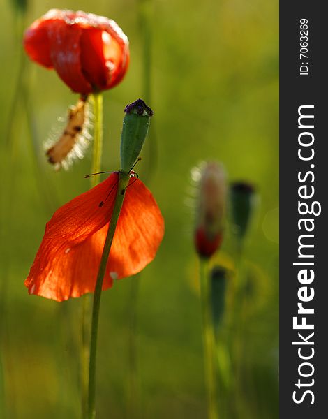 Red And Green Poppies