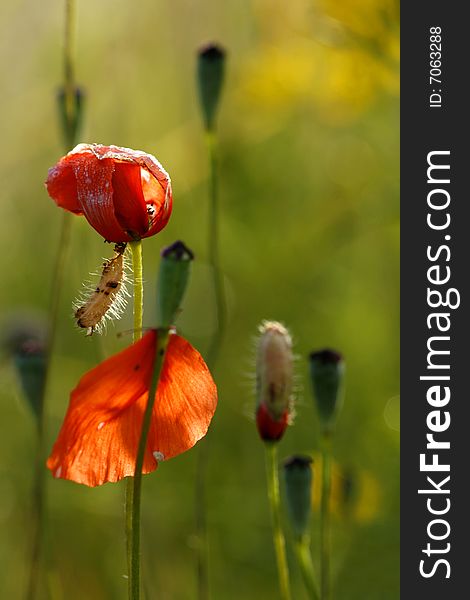 Red And Green Poppies