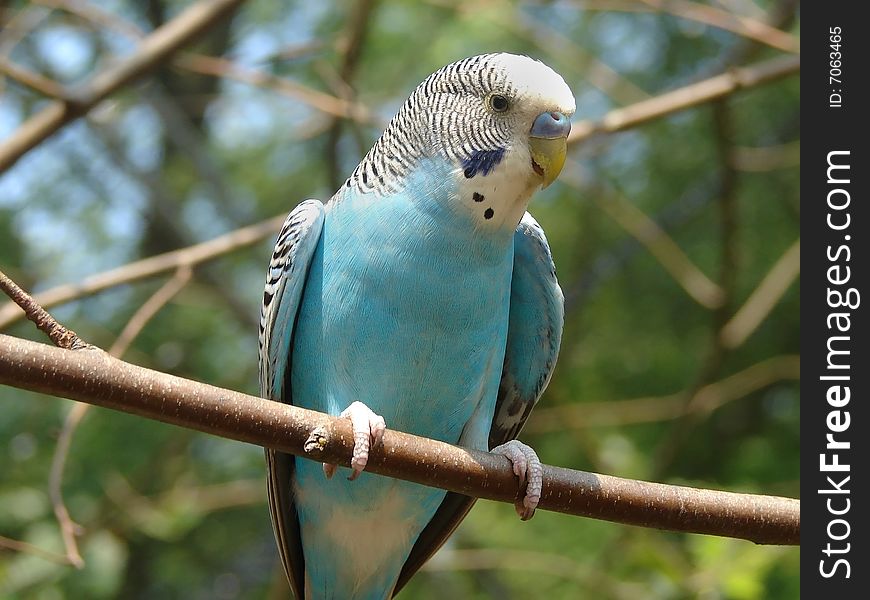 Blue and white parrot on the branch