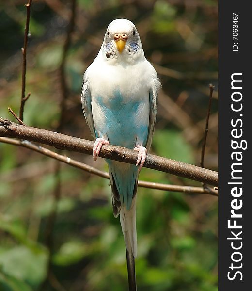 Blue and white parrot on the branch