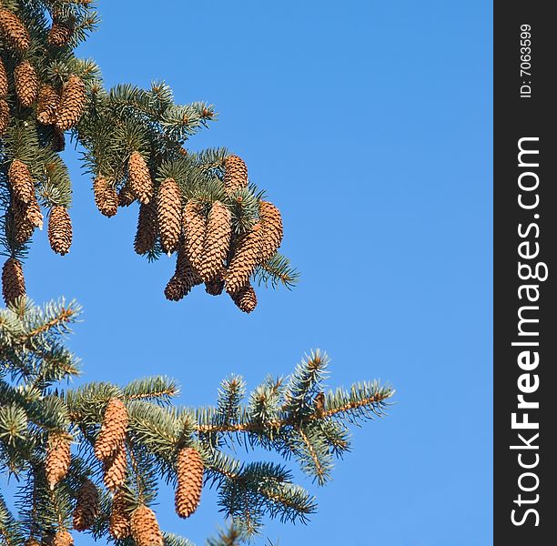 Pinetree brunch with cones over blue sky