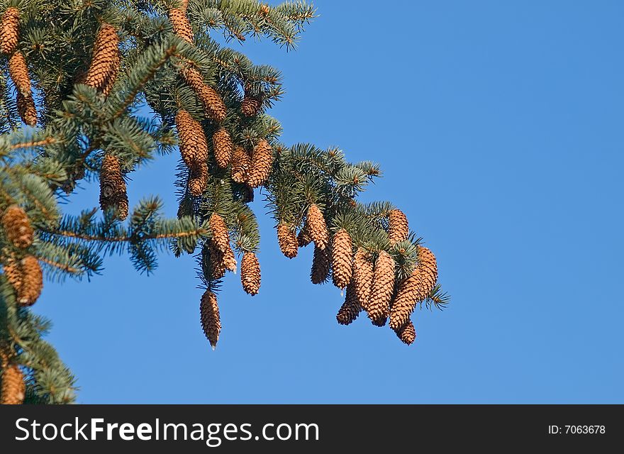 Pinetree brunch with cones over blue sky