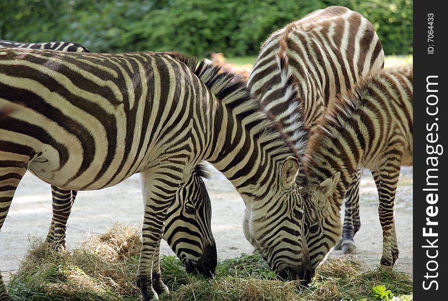 Group of a zebra family feeding. Group of a zebra family feeding