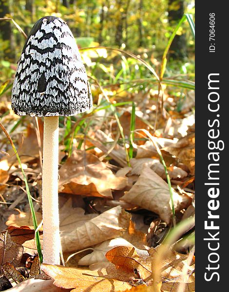 A funny mushroom in the forest