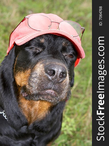 Female of a dog of breed a Rottweiler in a cap and glasses .