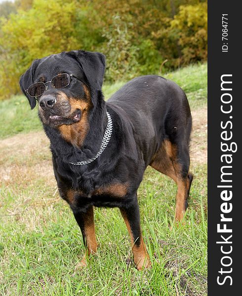 Dog Of Breed A Rottweiler In A Cap And Glasses