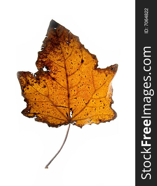 Leaf On A Gleam, Capillaries Of A Leaf Are Visible