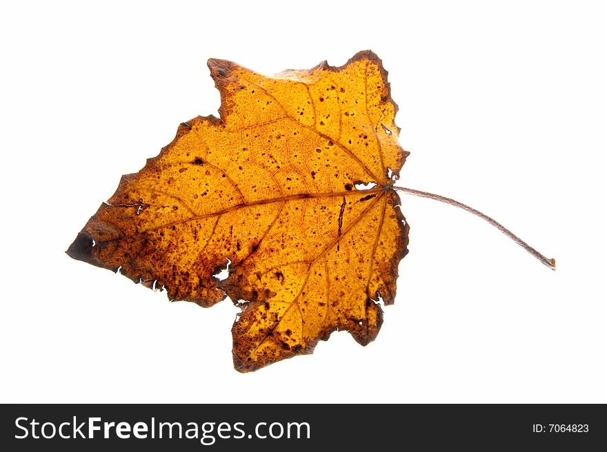 Leaf on a gleam, capillaries of a leaf are visible.