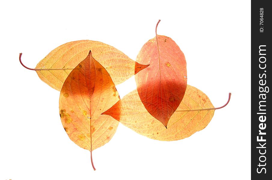 Leaf on a gleam, capillaries of a leaf are visible.