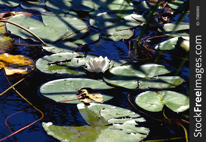 A beautiful shot of a water lily's bud within a lot of leaves. A beautiful shot of a water lily's bud within a lot of leaves