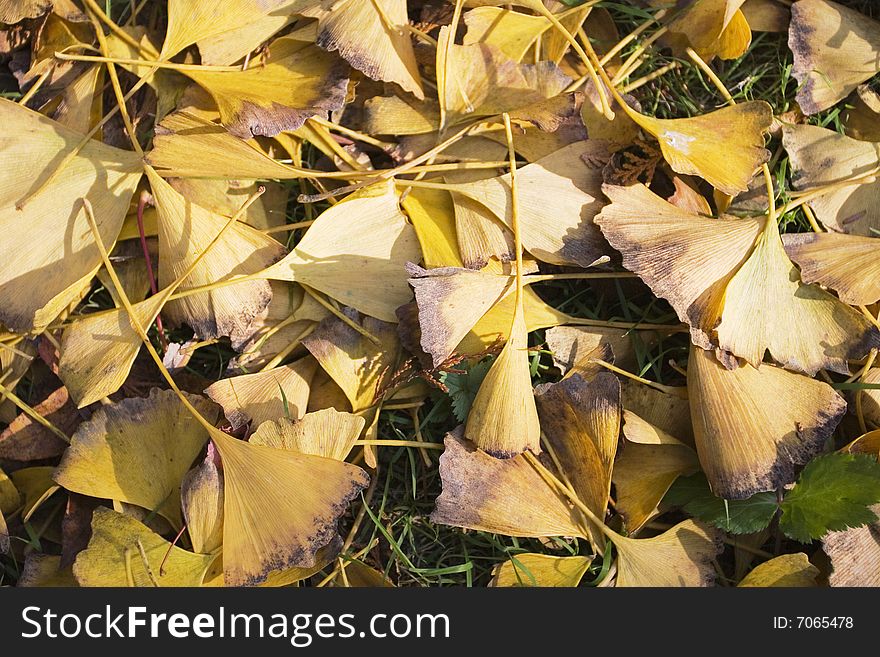 The leaves falling on the ground in a garden. The leaves falling on the ground in a garden.