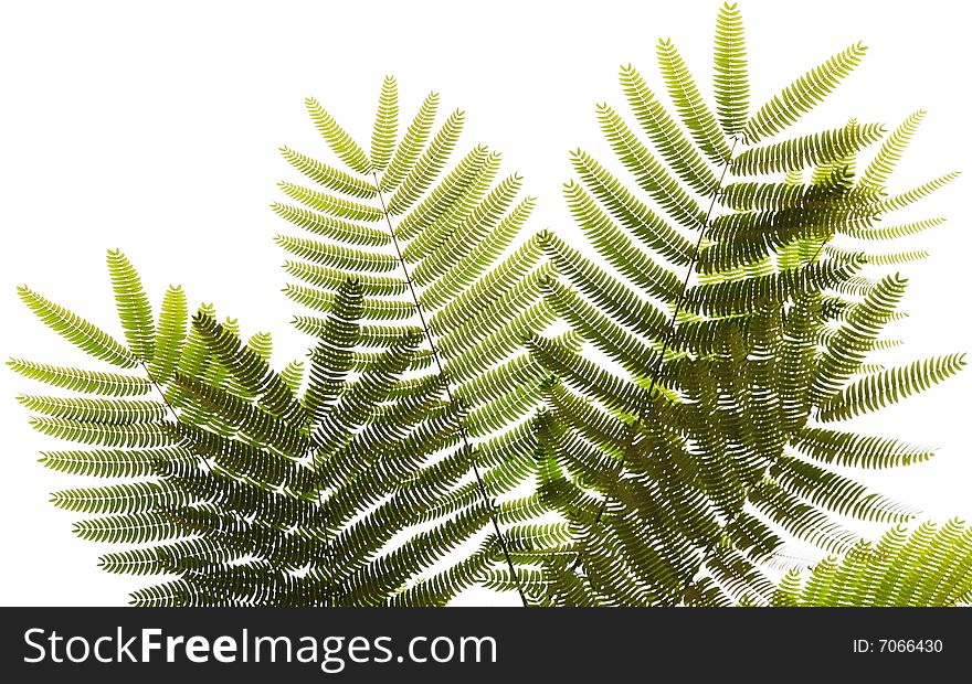 Faint leaf pattern,texture of the leaf