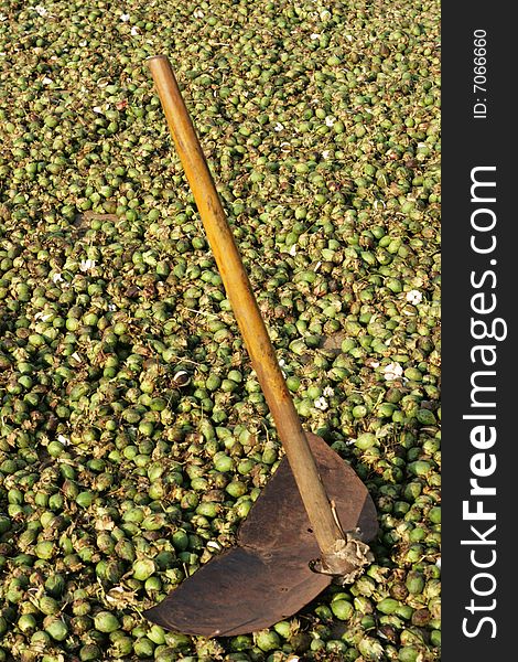 Picked cotten laid out in the sun to dry.  A primitative tool shows the link between work and production. Picked cotten laid out in the sun to dry.  A primitative tool shows the link between work and production.