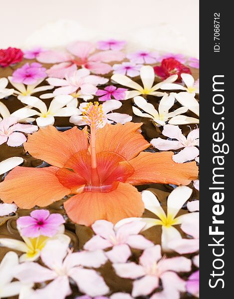 A lily and other flowers on water, at a hotel. A lily and other flowers on water, at a hotel.