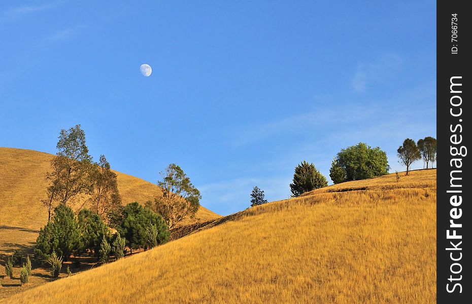 Golden grassy hill with moon in blue sky and clouds