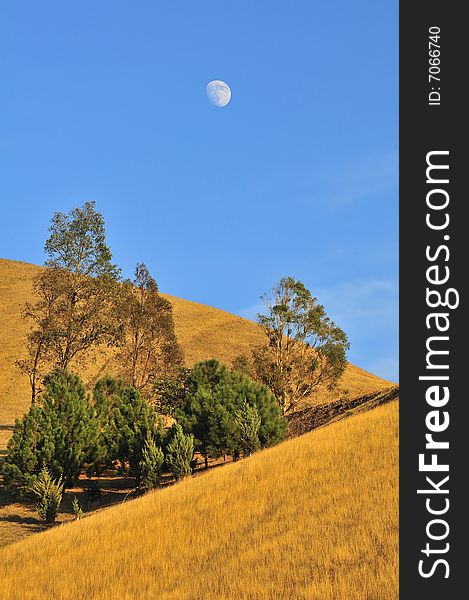 Grassy hillside with trees blue sky with moon. Grassy hillside with trees blue sky with moon