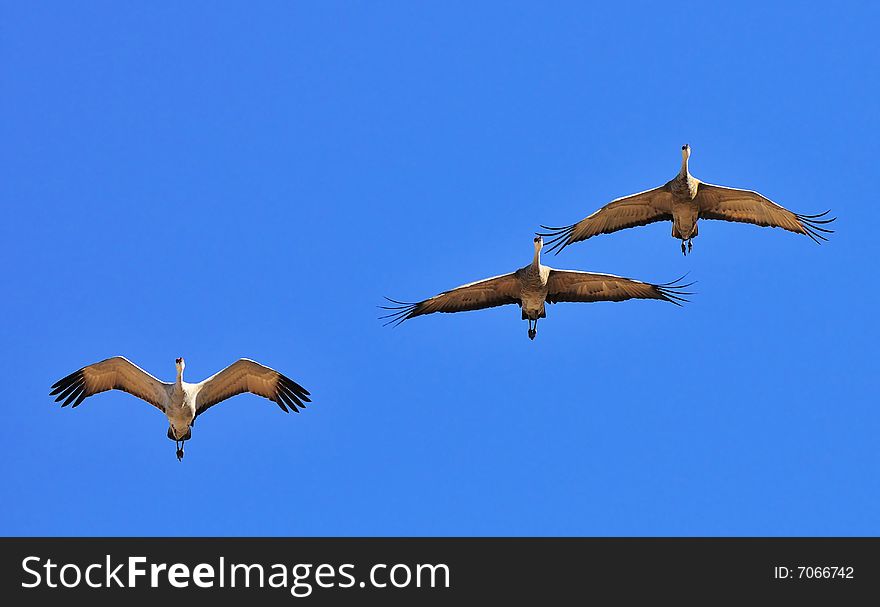 Sandhill Cranes Against Blue Sky