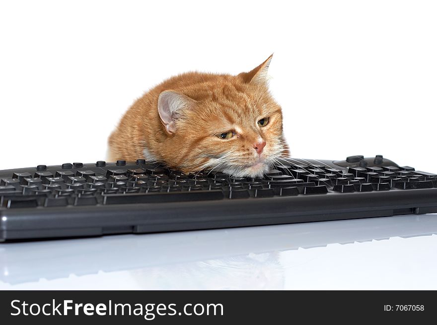 The red cat lays on the keyboard