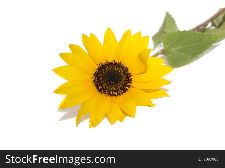 Flower of a sunflower on a white background