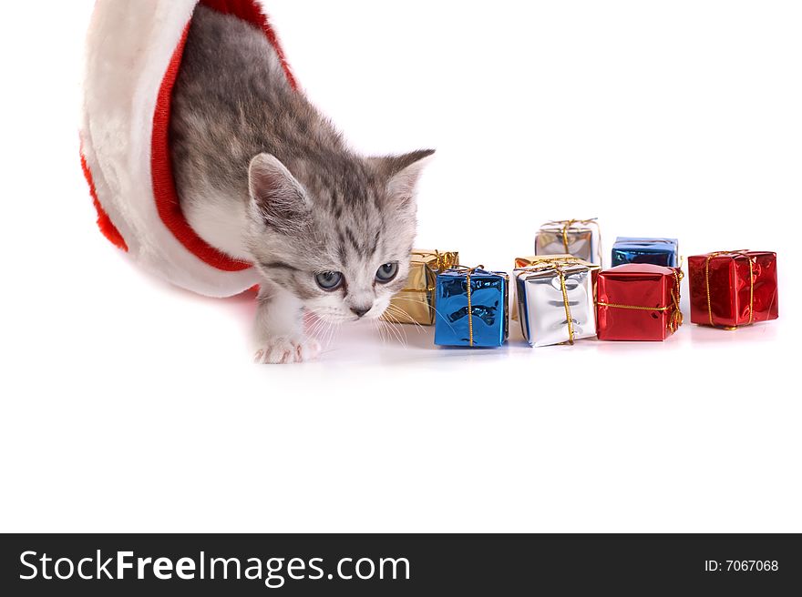 grey kitten plays with gifts