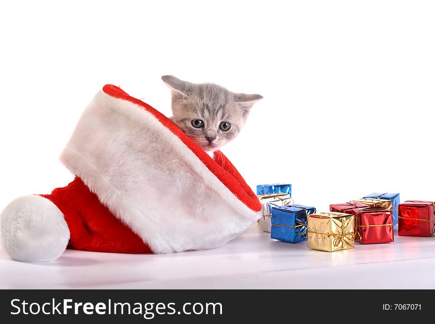 The grey kitten plays with gifts. The grey kitten plays with gifts