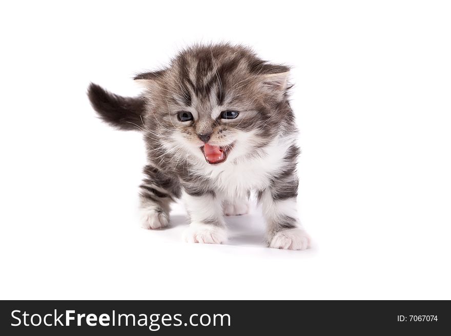 Kittens plays on a white background