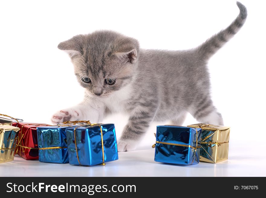 The grey kitten plays with gifts. The grey kitten plays with gifts