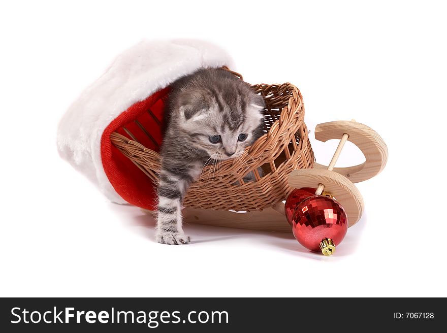 Kitten plays on a white background