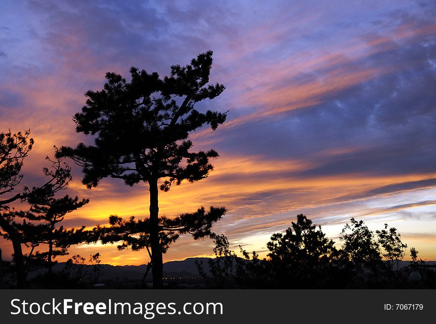 Shadow of pine tree in the dusk,sunset. Shadow of pine tree in the dusk,sunset