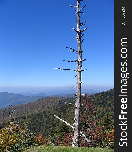 Smoky Mountains in background.  In foreground, a tree that was damaged by insects still stands after many years.  It was a perfect fall day. Smoky Mountains in background.  In foreground, a tree that was damaged by insects still stands after many years.  It was a perfect fall day.