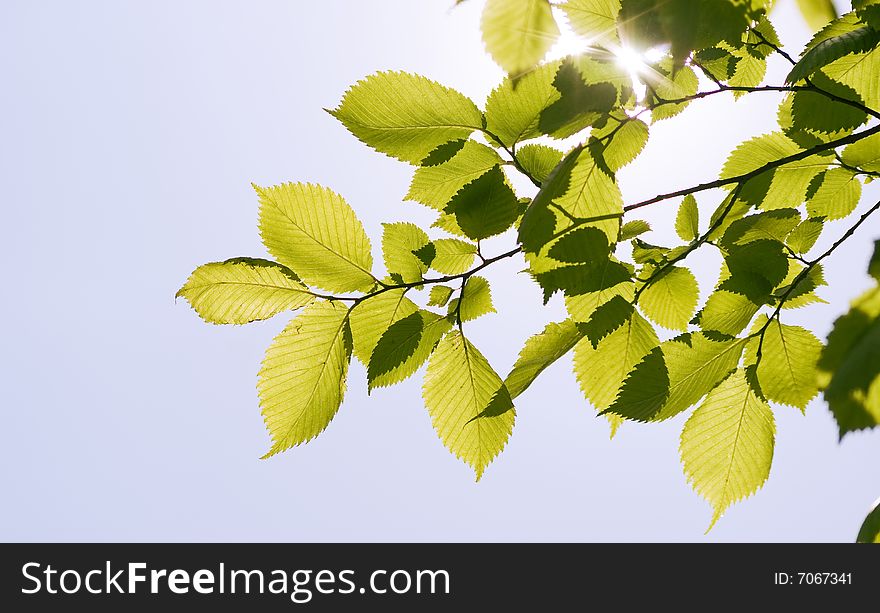 Green leaves on the blue sky background