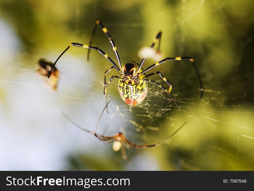 Spider on the net,spider working on the net