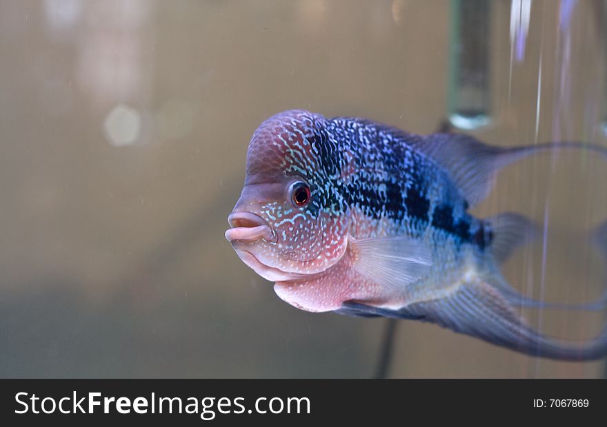 Spectacular fish(horn) swimming in aquarium