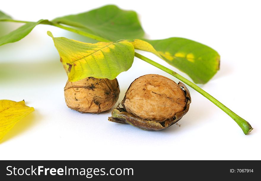 Fresh walnut and leaf isolated on a white background. Fresh walnut and leaf isolated on a white background