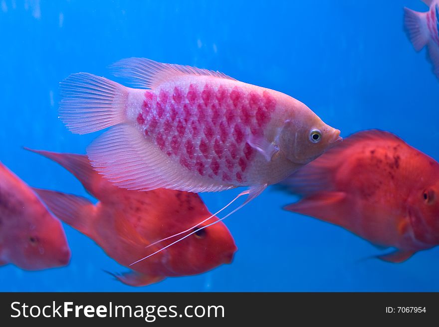 Beautiful aquarium fishes swimming underwater