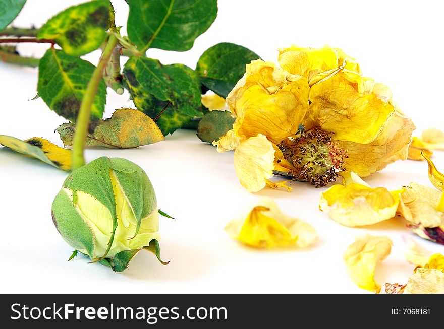 Yellow roses isolated on a white background