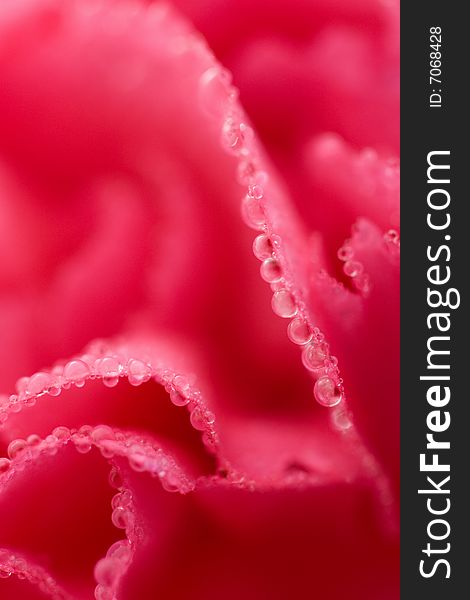 Macro of pink carnation flower with water droplets