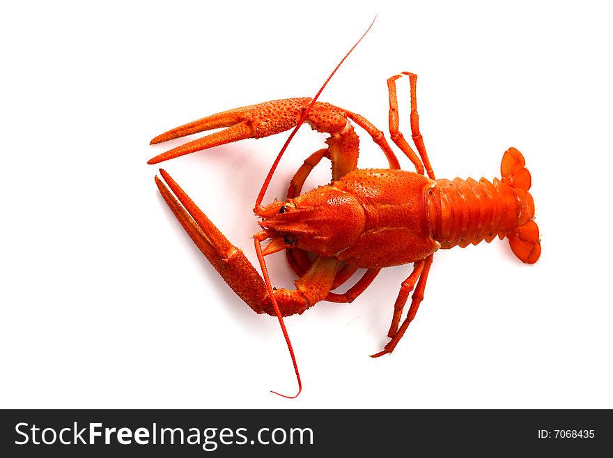 An image of cooked red lobster over white