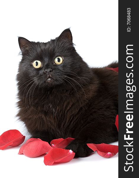 Cute black cat in rose petals isolated on white