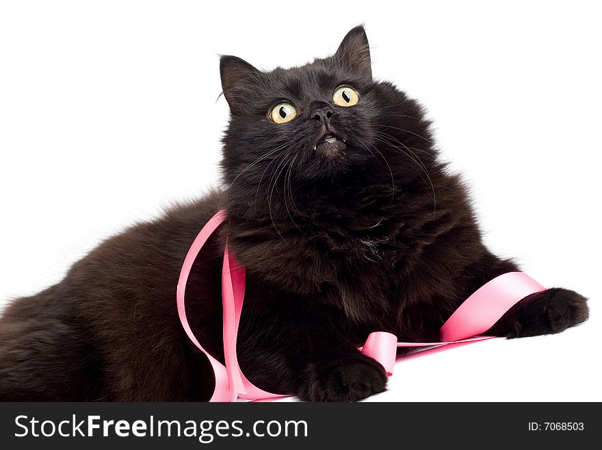 Black cat with pink ribbon isolated on white