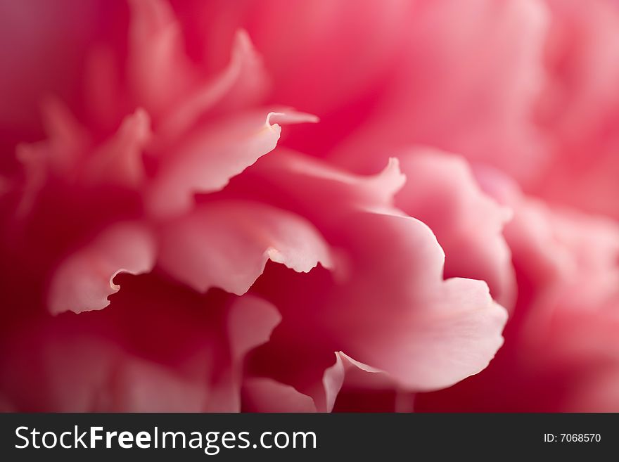 Abstract pink peony flower (shallow focus)