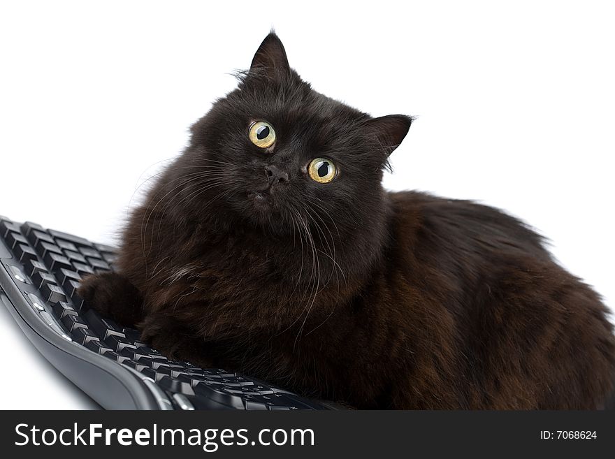 Cute Black Cat Over Keyboard Isolated